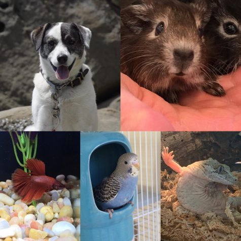 All of Trafford’s diverse pets pose for photos. Callie Mae was out for a walk while the rest of her animal family’s photos were taken in their own space. Photos courtesy of Charles Trafford