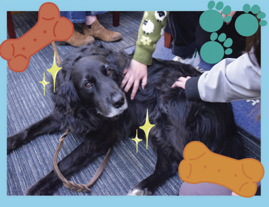 Hudson gets pets from students during lunch on March 17th, 2023. He can be found in the library during both lunches every other Friday and is active on his Instagram @hudsontherapy.