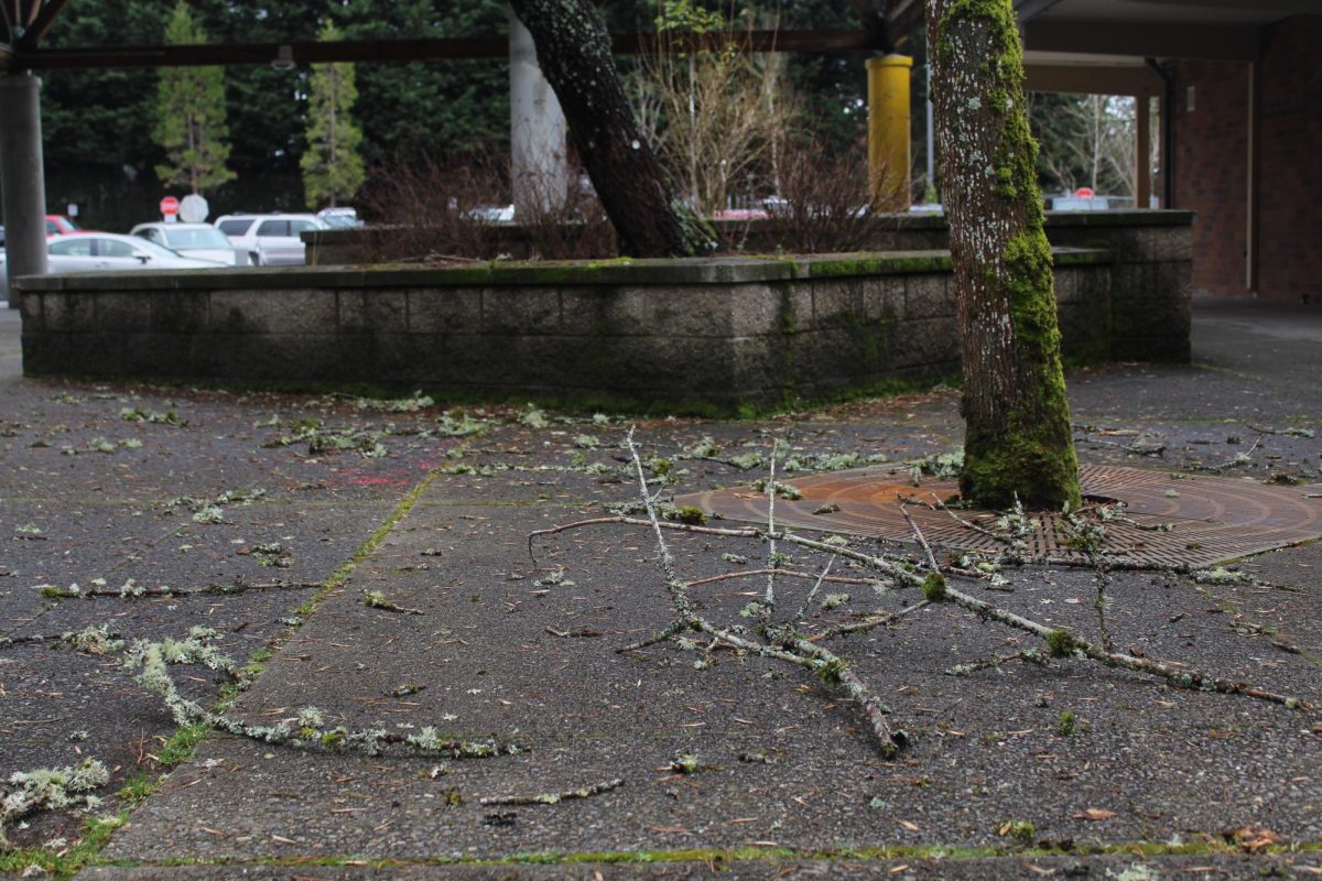 Debris from trees left behind on campus after a sudden wind storm on Feb. 24.