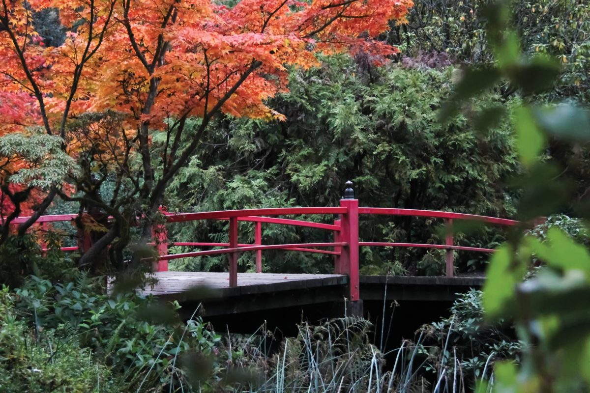 Before fall settles and winter creeps in, take a visit to the Japanese maples and white pines of the Kubota Garden. Heart Bridge, depicted in the photo, holds onto its vivid red even after half a century of visitors. If you search deep enough into the park’s 20 acres you might even find some koi at the nearby waterfall.