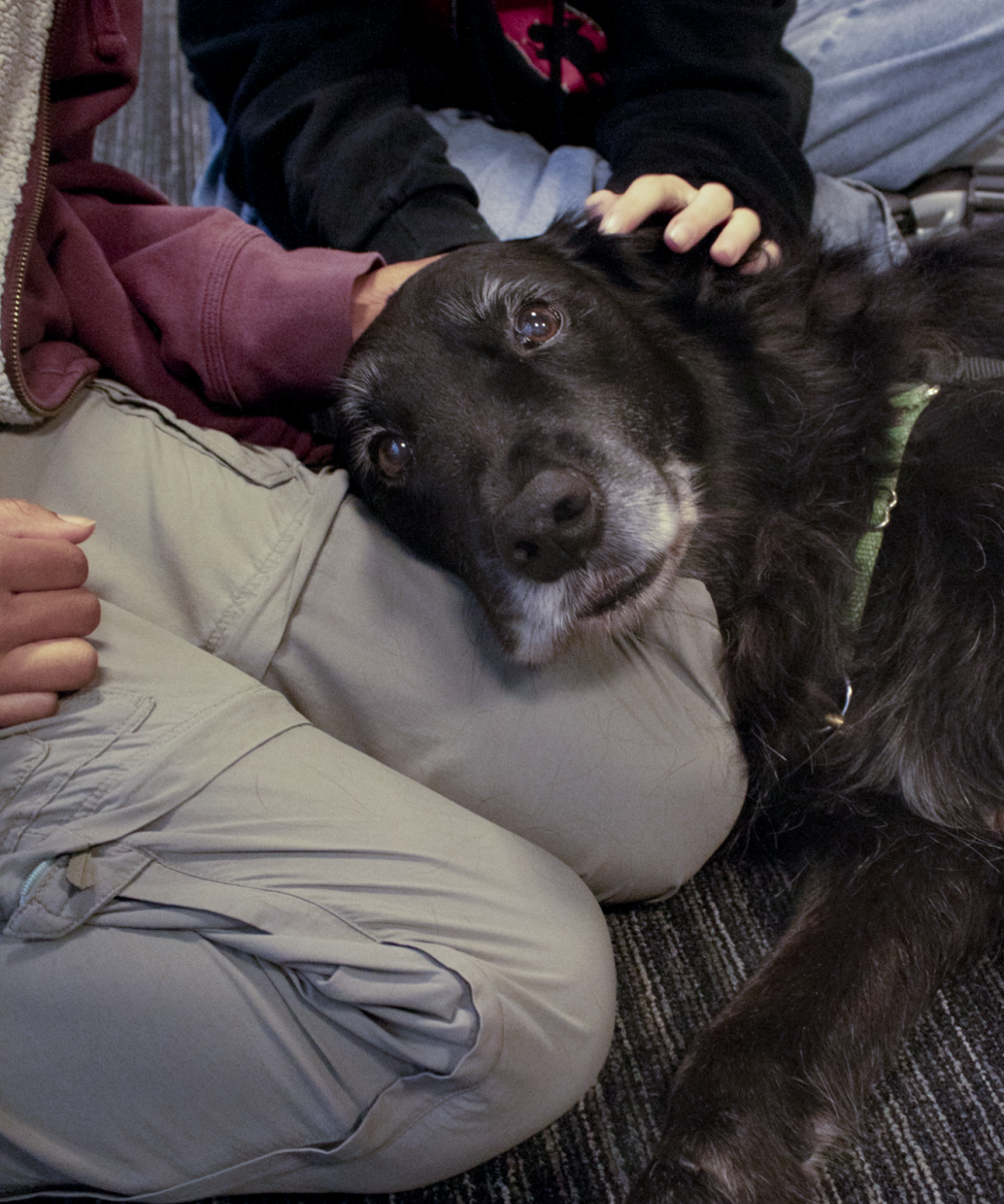 Hudson the Handsome lies down for pets in the library during lunch. Students can find him during both lunches every other Friday.