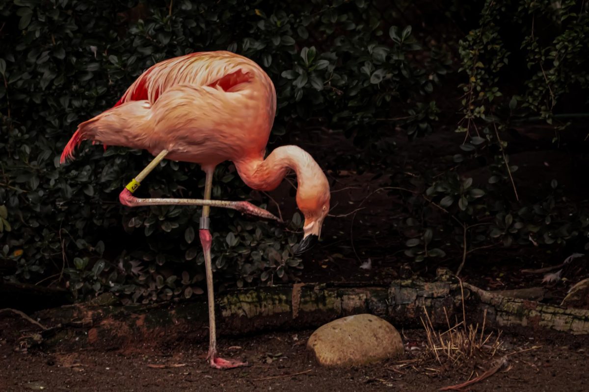 A lone flamingo poses gracefully away from the rest of its flamboyance (the official name for a group of flamingos). Fun fact: Woodland Park Zoo has approximately 48 Chilean flamingos currently residing in the exhibit! The zoo has been successfully hatching chicks since 2016.