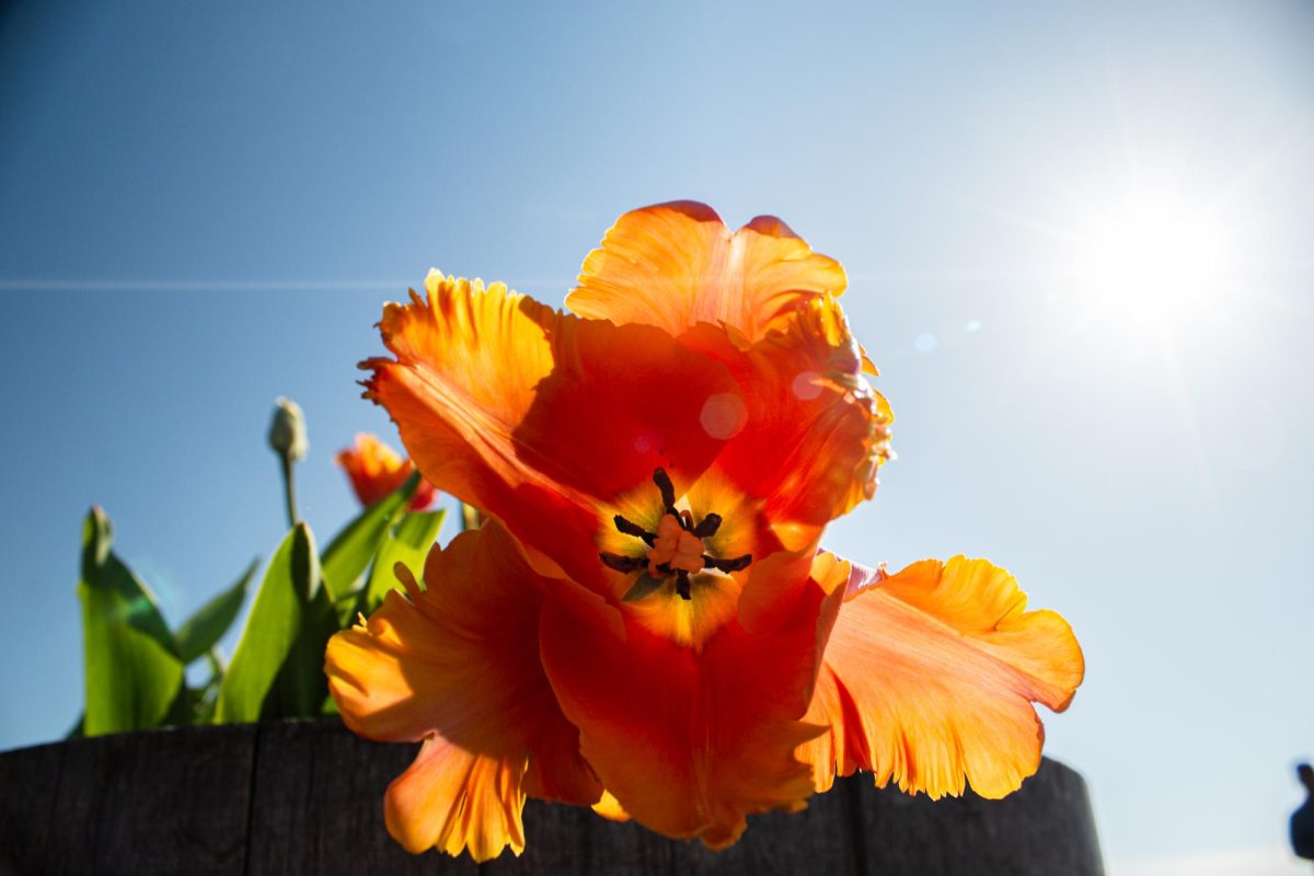 An amber-colored-eyed tulip arches outward from a pot along the Tulip Festival RoozenGaarde walkways. The eyed tulip, although popular in the Netherlands, is actually native to central Asia. This flower was introduced to Europe via the Ottoman Empire, who were trading with each other in the late 16th century.